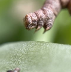 Geometridae (family) IMMATURE at Nicholls, ACT - suppressed