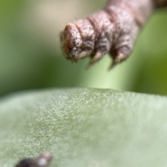 Geometridae (family) IMMATURE at Nicholls, ACT - suppressed