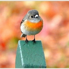 Petroica boodang (Scarlet Robin) at Crooked Corner, NSW - 11 Jun 2022 by Milly