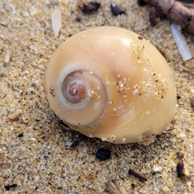 Polinices (Glossaulax) didyma at Surfside, NSW - 11 Jun 2022 by trevorpreston