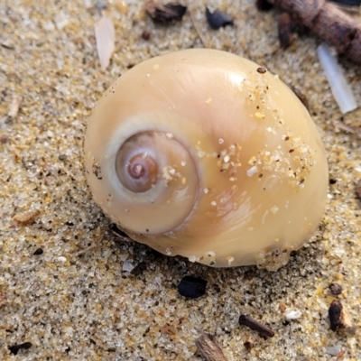 Polinices (Glossaulax) didyma at Surfside, NSW - 11 Jun 2022 by trevorpreston