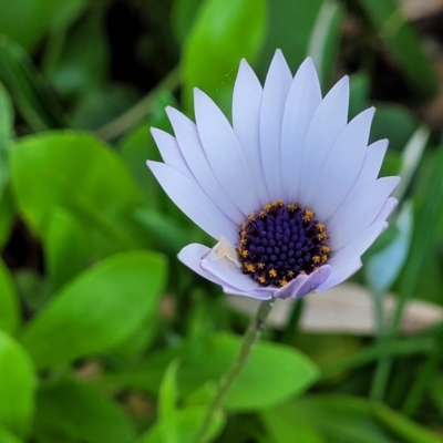 Dimorphotheca ecklonis (South African Daisy) at Surfside, NSW - 11 Jun 2022 by trevorpreston