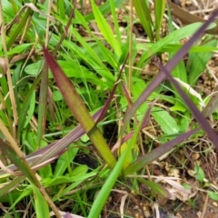 Imperata cylindrica at Surf Beach, NSW - 11 Jun 2022 12:21 PM