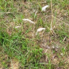 Imperata cylindrica at Surf Beach, NSW - 11 Jun 2022 12:21 PM