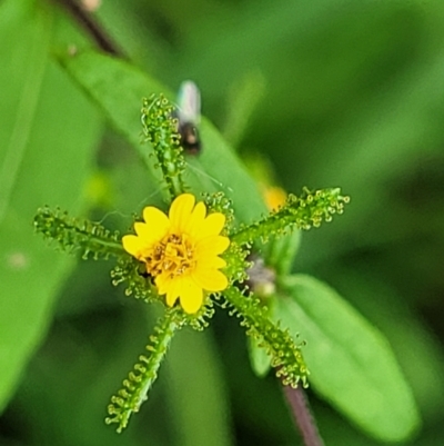 Sigesbeckia orientalis (Indian Weed) at Surf Beach, NSW - 11 Jun 2022 by trevorpreston