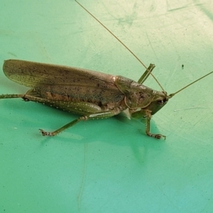 Austrosalomona sp. (genus) at Surf Beach, NSW - 11 Jun 2022 01:23 PM