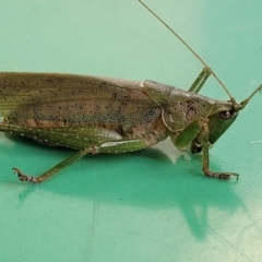 Austrosalomona sp. (genus) at Surf Beach, NSW - 11 Jun 2022 01:23 PM