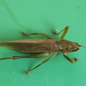 Austrosalomona sp. (genus) at Surf Beach, NSW - 11 Jun 2022 01:23 PM