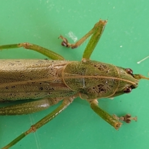 Austrosalomona sp. (genus) at Surf Beach, NSW - 11 Jun 2022 01:23 PM