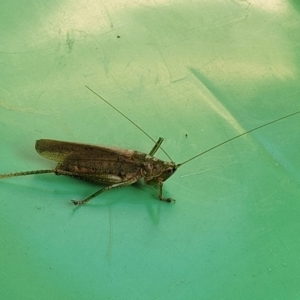 Austrosalomona sp. (genus) at Surf Beach, NSW - 11 Jun 2022 01:23 PM