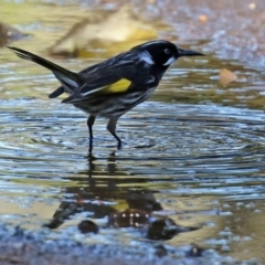 Phylidonyris novaehollandiae (New Holland Honeyeater) at Acton, ACT - 10 Jun 2022 by RodDeb