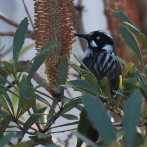 Phylidonyris novaehollandiae at Acton, ACT - 10 Jun 2022