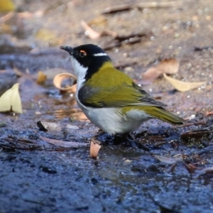 Melithreptus lunatus at Acton, ACT - 10 Jun 2022