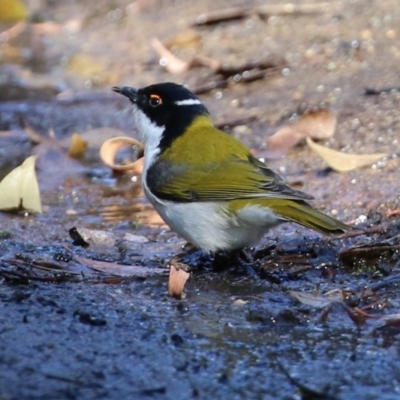 Melithreptus lunatus (White-naped Honeyeater) at ANBG - 10 Jun 2022 by RodDeb