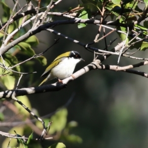 Melithreptus lunatus at Acton, ACT - 10 Jun 2022