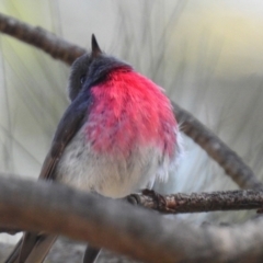 Petroica rosea (Rose Robin) at ANBG - 10 Jun 2022 by RodDeb