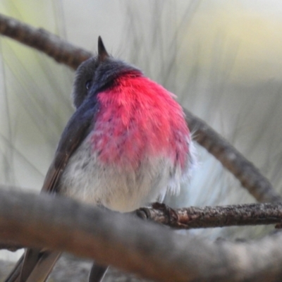 Petroica rosea (Rose Robin) at ANBG - 10 Jun 2022 by RodDeb