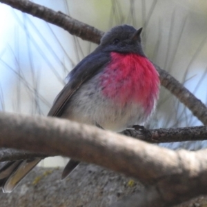 Petroica rosea at Acton, ACT - 10 Jun 2022