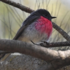 Petroica rosea at Acton, ACT - 10 Jun 2022