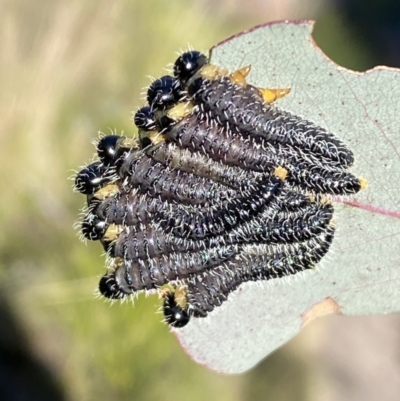 Perga sp. (genus) (Sawfly or Spitfire) at Tennent, ACT - 11 Jun 2022 by Steve_Bok