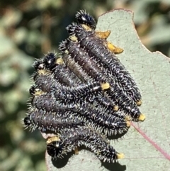 Perga sp. (genus) at Tennent, ACT - 11 Jun 2022