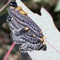 Perga sp. (genus) at Tennent, ACT - 11 Jun 2022