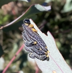 Perga sp. (genus) at Tennent, ACT - 11 Jun 2022