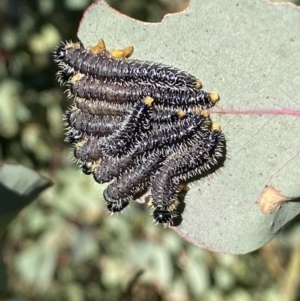 Perga sp. (genus) at Tennent, ACT - 11 Jun 2022