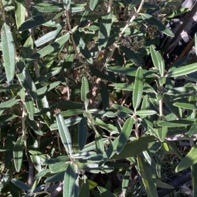 Olearia megalophylla (Large-leaf Daisy-bush) at Tennent, ACT - 11 Jun 2022 by Steve_Bok