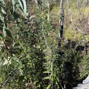 Olearia megalophylla at Tennent, ACT - 11 Jun 2022