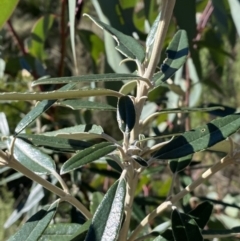 Olearia megalophylla at Tennent, ACT - 11 Jun 2022
