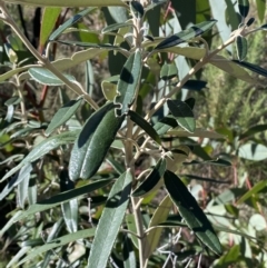 Olearia megalophylla at Tennent, ACT - 11 Jun 2022