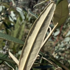 Olearia megalophylla at Tennent, ACT - 11 Jun 2022 01:33 PM