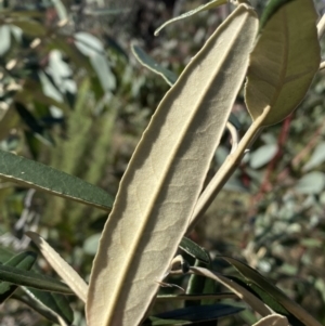 Olearia megalophylla at Tennent, ACT - 11 Jun 2022