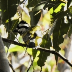 Falcunculus frontatus (Eastern Shrike-tit) at Narooma, NSW - 10 Jun 2022 by GlossyGal