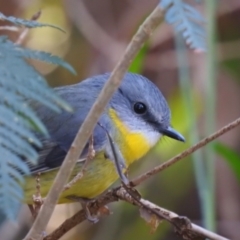 Eopsaltria australis (Eastern Yellow Robin) at Narooma, NSW - 10 Jun 2022 by GlossyGal