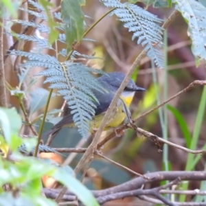 Eopsaltria australis at Narooma, NSW - 10 Jun 2022