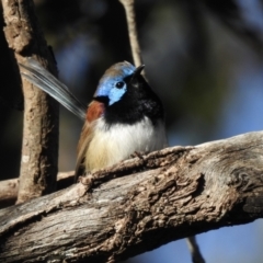 Malurus lamberti (Variegated Fairywren) at Narooma, NSW - 10 Jun 2022 by GlossyGal