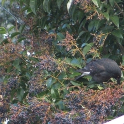 Strepera graculina (Pied Currawong) at Watson, ACT - 11 Jun 2022 by abread111