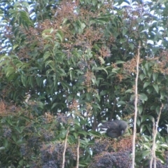 Strepera graculina at Watson, ACT - 11 Jun 2022