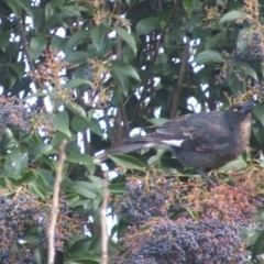 Strepera graculina at Watson, ACT - 11 Jun 2022