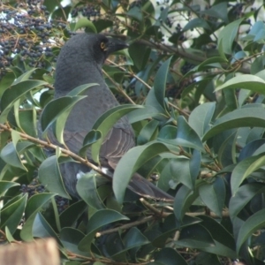 Strepera graculina at Watson, ACT - 11 Jun 2022