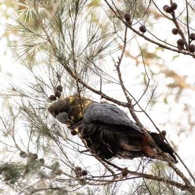 Calyptorhynchus lathami lathami (Glossy Black-Cockatoo) at Wingello, NSW - 2 Jun 2022 by Aussiegall