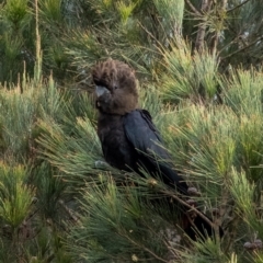 Calyptorhynchus lathami lathami at Wingello, NSW - 2 Jun 2022