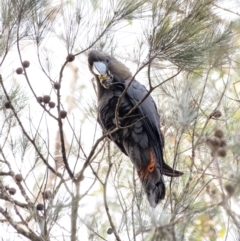 Calyptorhynchus lathami lathami at Wingello, NSW - 2 Jun 2022