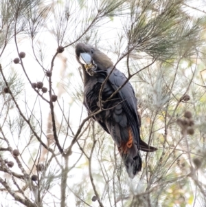 Calyptorhynchus lathami at Wingello, NSW - 2 Jun 2022