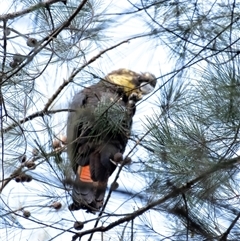 Calyptorhynchus lathami lathami at Wingello, NSW - suppressed