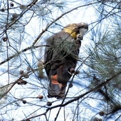 Calyptorhynchus lathami lathami at Wingello, NSW - suppressed