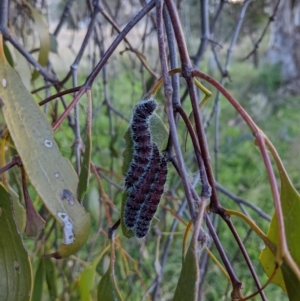 Delias harpalyce at Stromlo, ACT - 11 Jun 2022