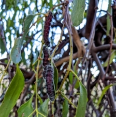 Delias harpalyce at Stromlo, ACT - 11 Jun 2022